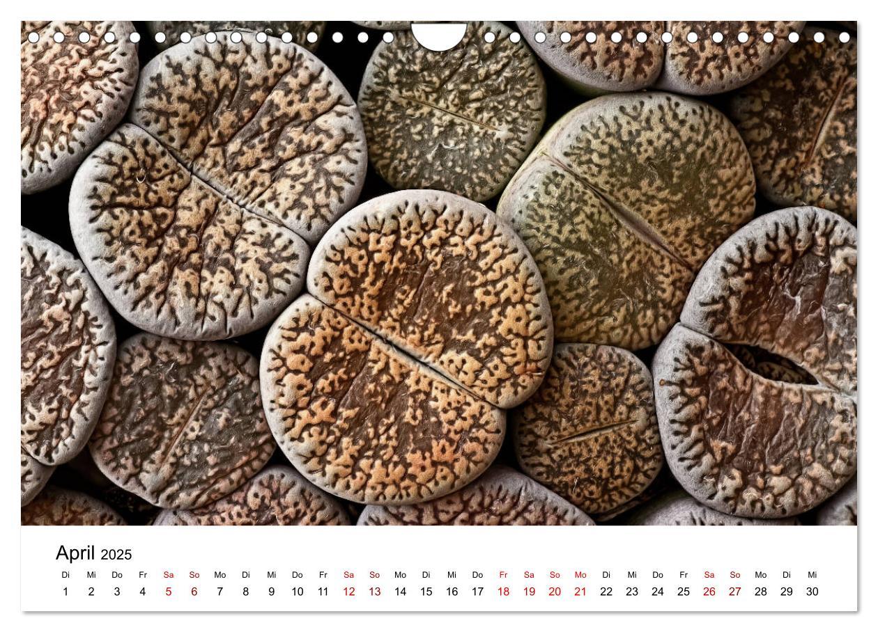 Bild: 9783435292066 | Sukkulenten Galerie (Wandkalender 2025 DIN A4 quer), CALVENDO...