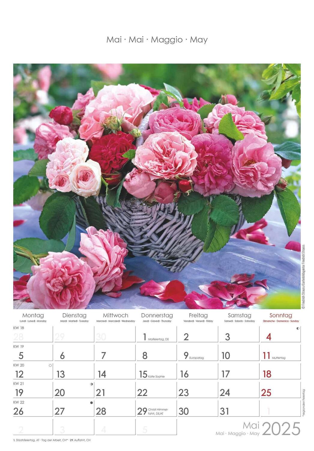 Bild: 4251732340995 | Rosenträume 2025 - Bildkalender 23,7x34 cm - Kalender mit Platz für...