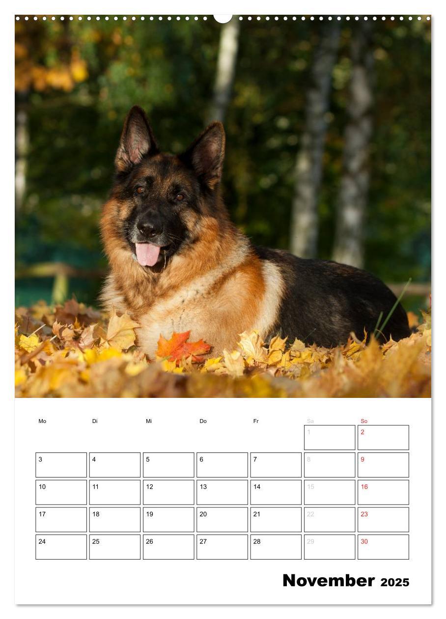 Bild: 9783457025895 | Deutsche Schäferhunde - Seelentröster auf vier Pfoten (Wandkalender...