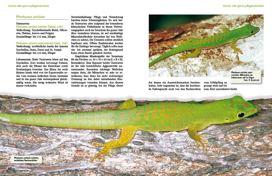 Bild: 9783866592407 | Taggeckos der Gattung Phelsuma | Hans-Peter Berghof | Taschenbuch