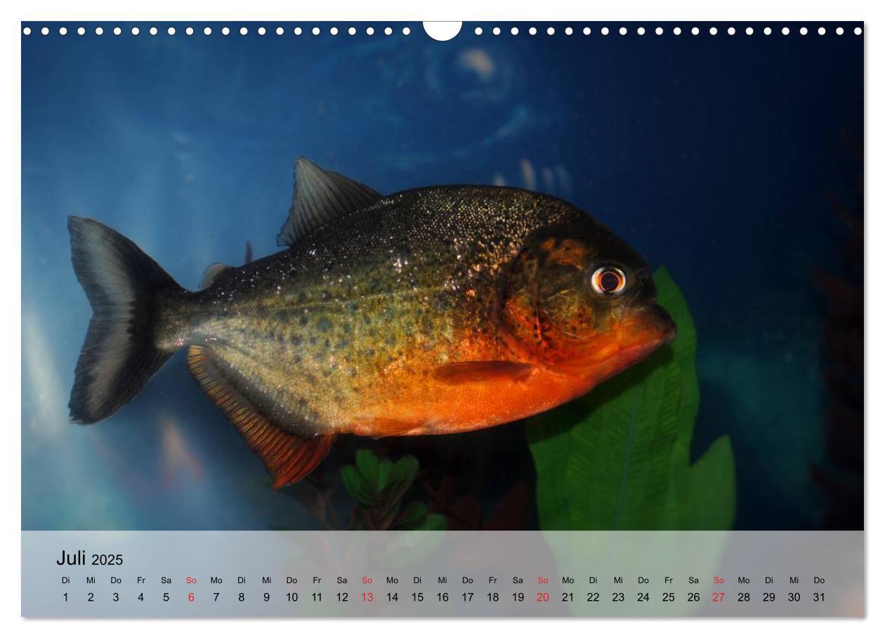 Bild: 9783435590445 | Knallbunte Wasserwelt. Die Welt der Fische (Wandkalender 2025 DIN...