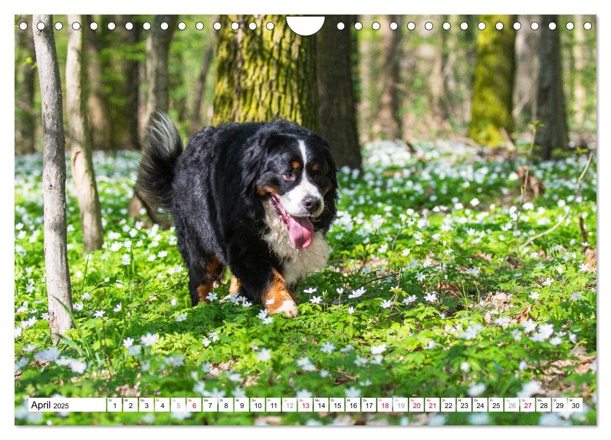 Bild: 9783435315727 | Ein Herz auf 4 Pfoten - Berner Sennenhund (Wandkalender 2025 DIN A4...