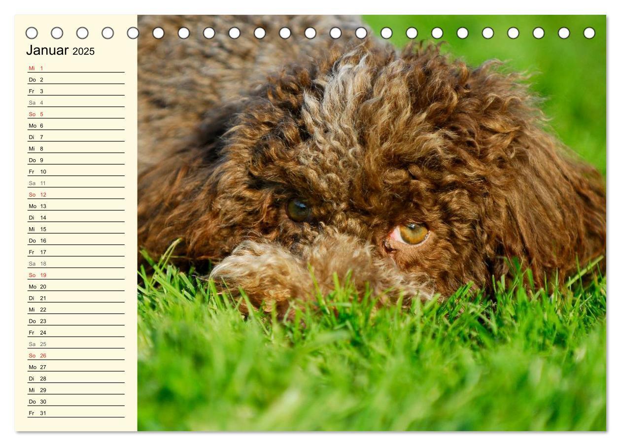 Bild: 9783435543854 | Lagotto Romagnolo - Italienischer Trüffelhund (Tischkalender 2025...