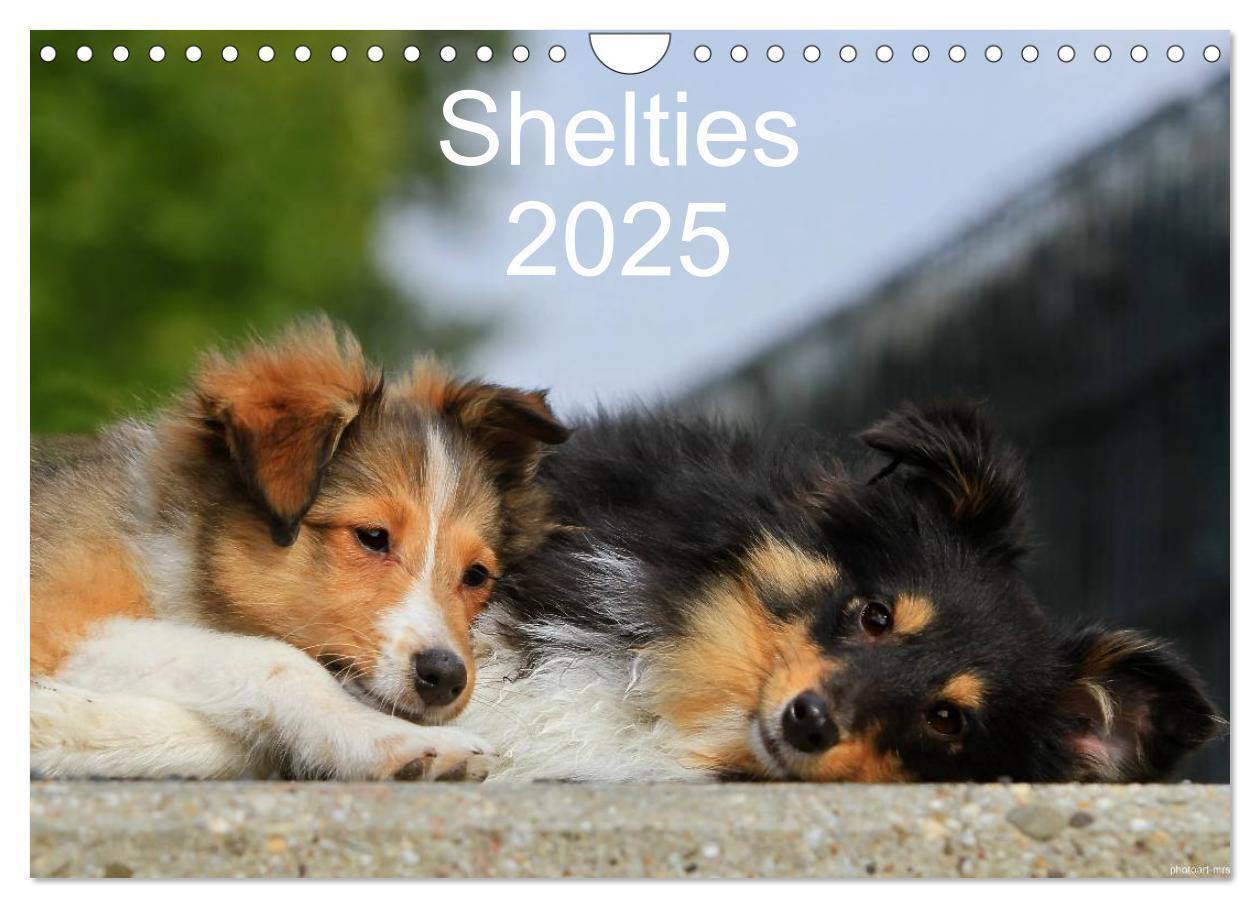 Cover: 9783435752720 | Shelties 2025 (Wandkalender 2025 DIN A4 quer), CALVENDO Monatskalender