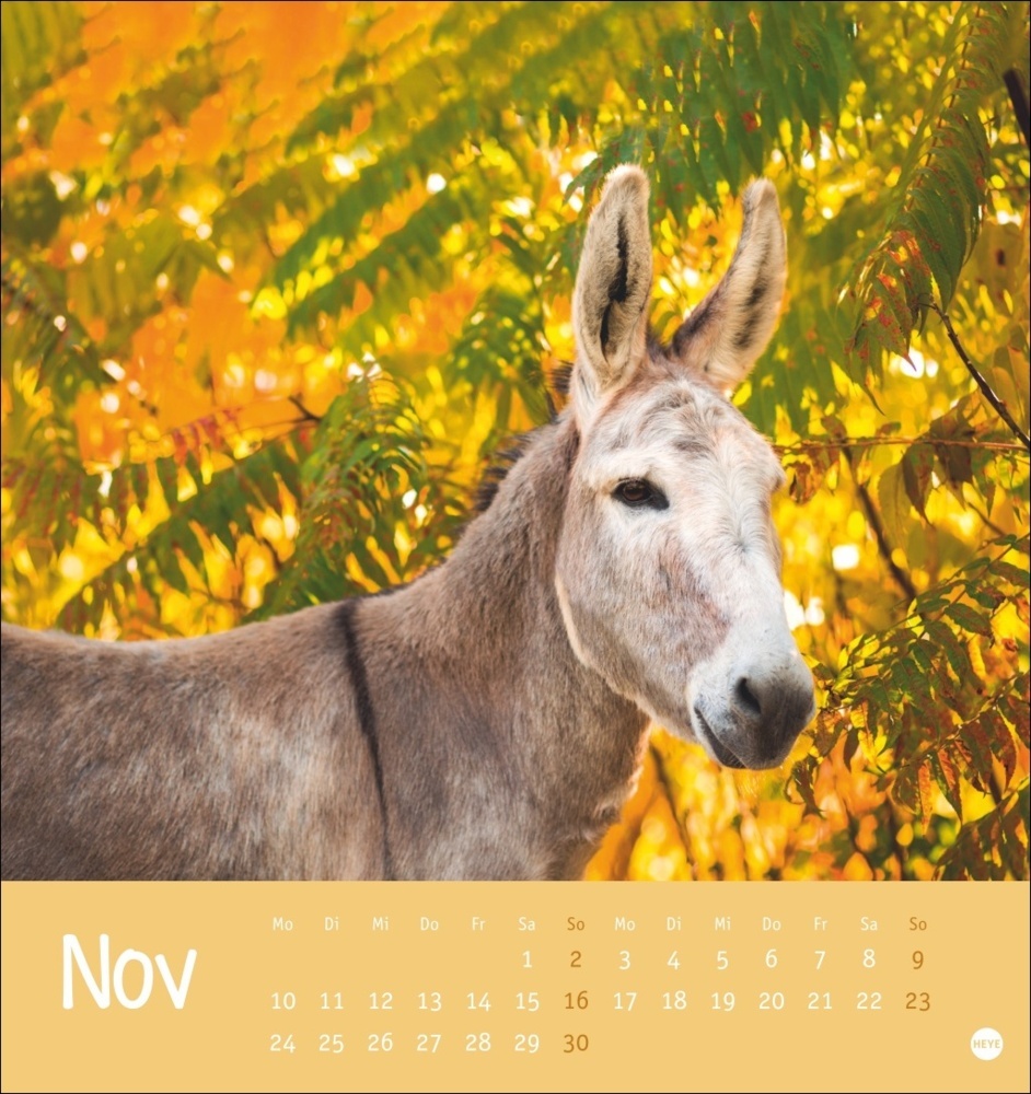 Bild: 9783756407149 | Esel Postkartenkalender 2025 - Von wegen sturer Esel | Kalender | 2025