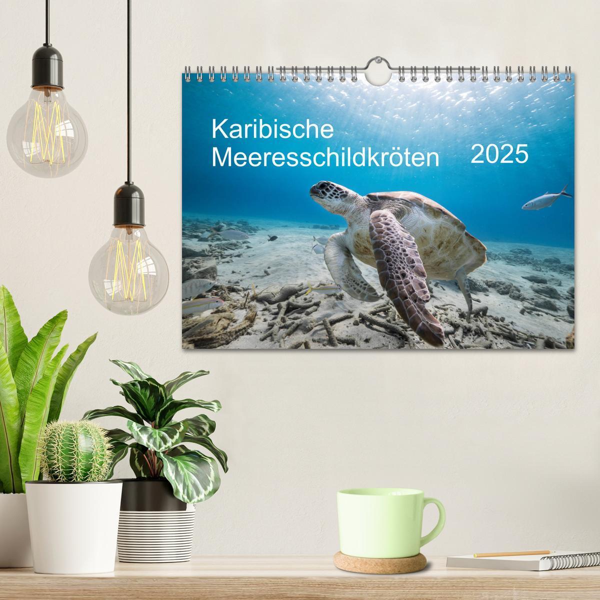 Bild: 9783435344161 | Karibische Meeresschildkröten (Wandkalender 2025 DIN A4 quer),...