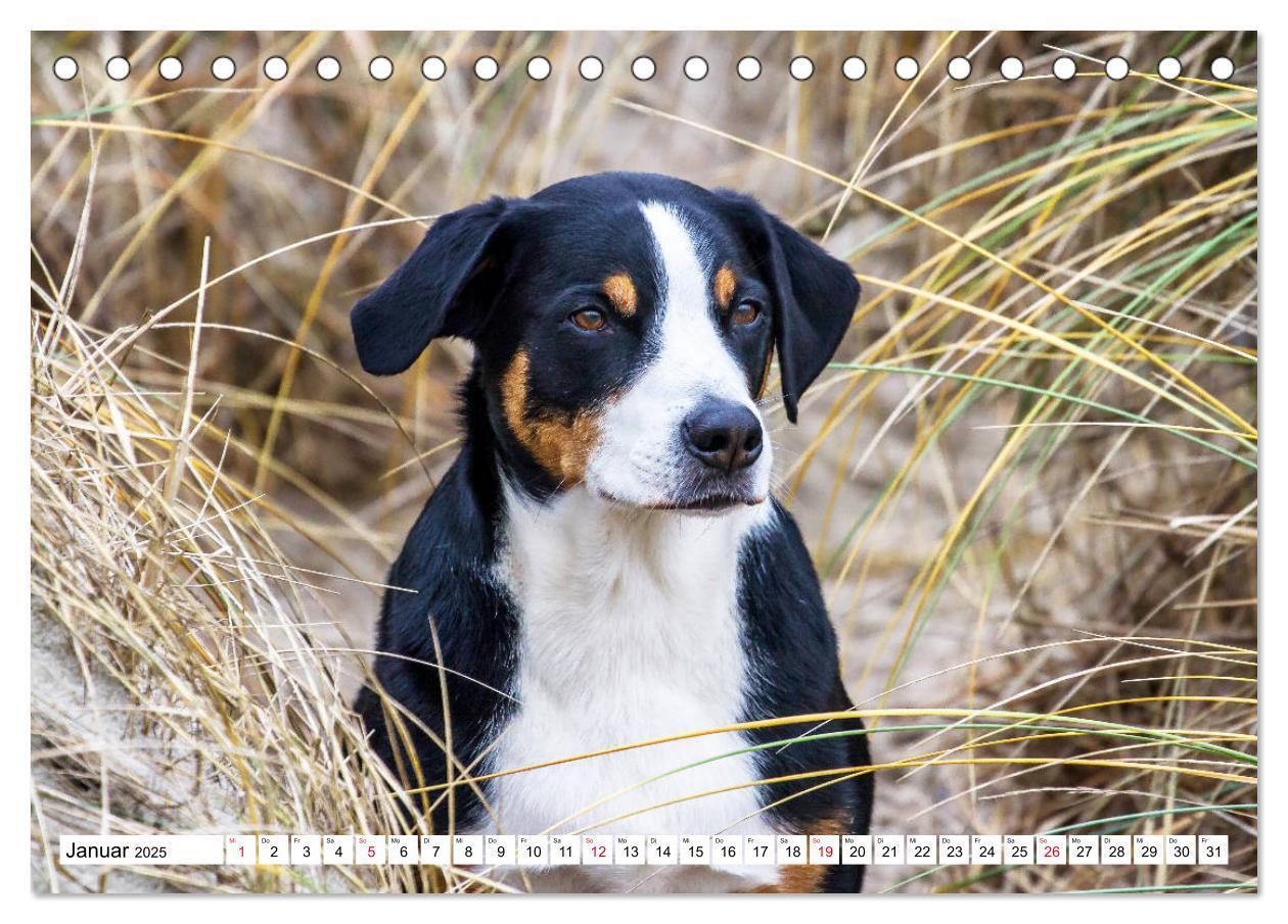 Bild: 9783435331550 | Appenzeller Sennenhunde (Tischkalender 2025 DIN A5 quer), CALVENDO...