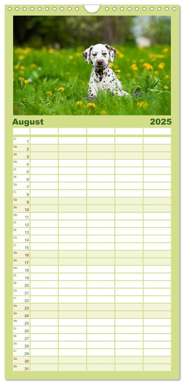 Bild: 9783457113578 | Familienplaner 2025 - Dalmatiner mit 5 Spalten (Wandkalender, 21 x...