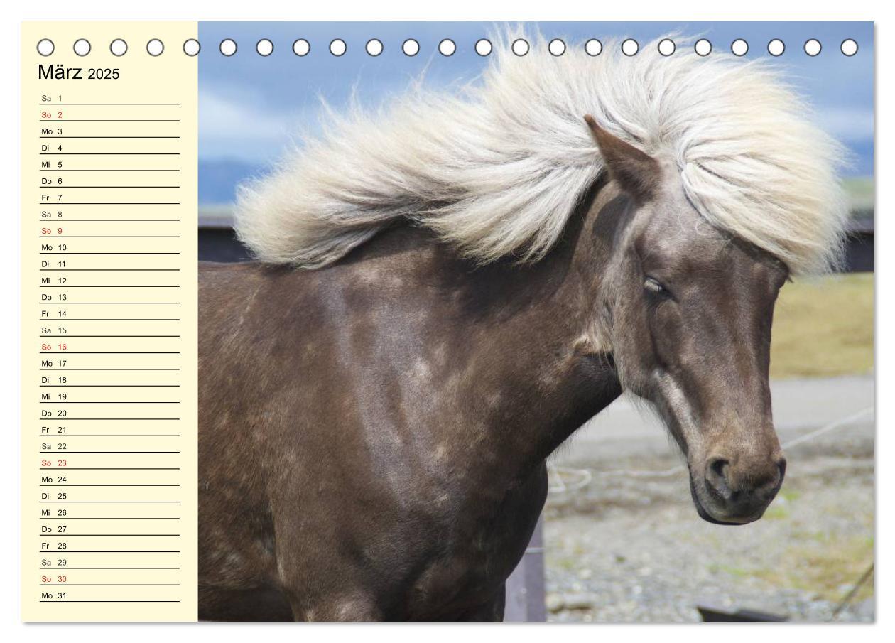 Bild: 9783435651184 | Ponys. Herzensbrecher mit Grips (Tischkalender 2025 DIN A5 quer),...