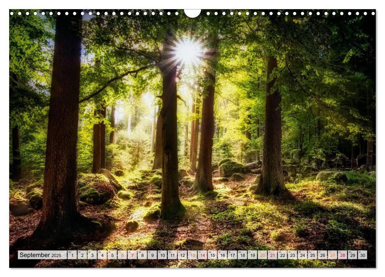 Bild: 9783435071623 | Wald - mystische Spaziergänge (Wandkalender 2025 DIN A3 quer),...