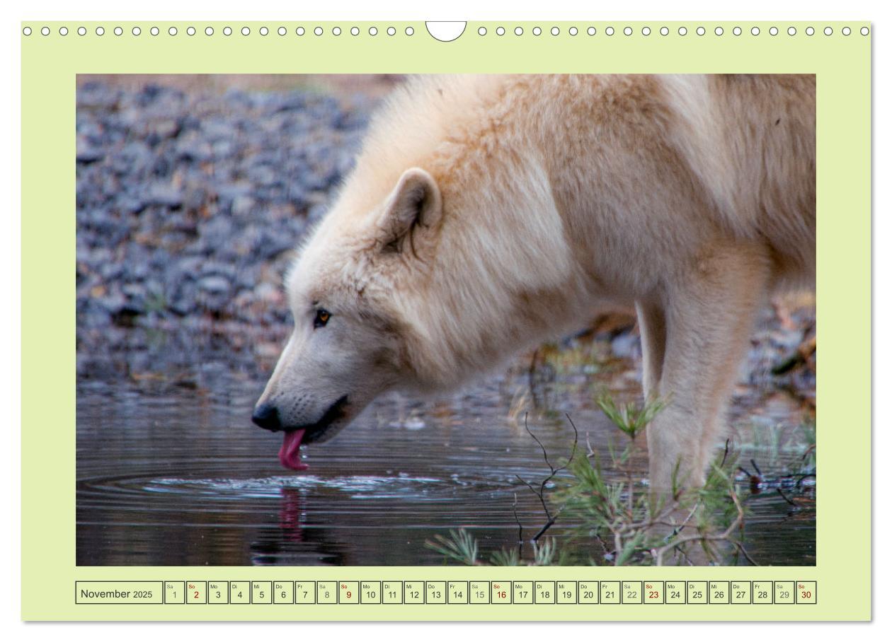 Bild: 9783383972652 | Wolf - wild und schön (Wandkalender 2025 DIN A3 quer), CALVENDO...