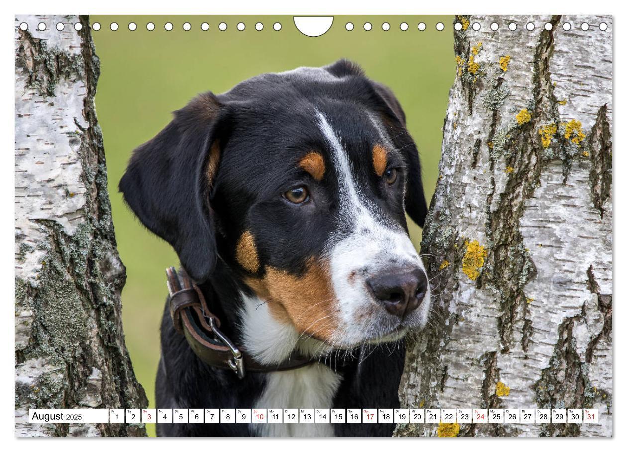 Bild: 9783435333349 | Großer Schweizer Sennenhund (Wandkalender 2025 DIN A4 quer),...