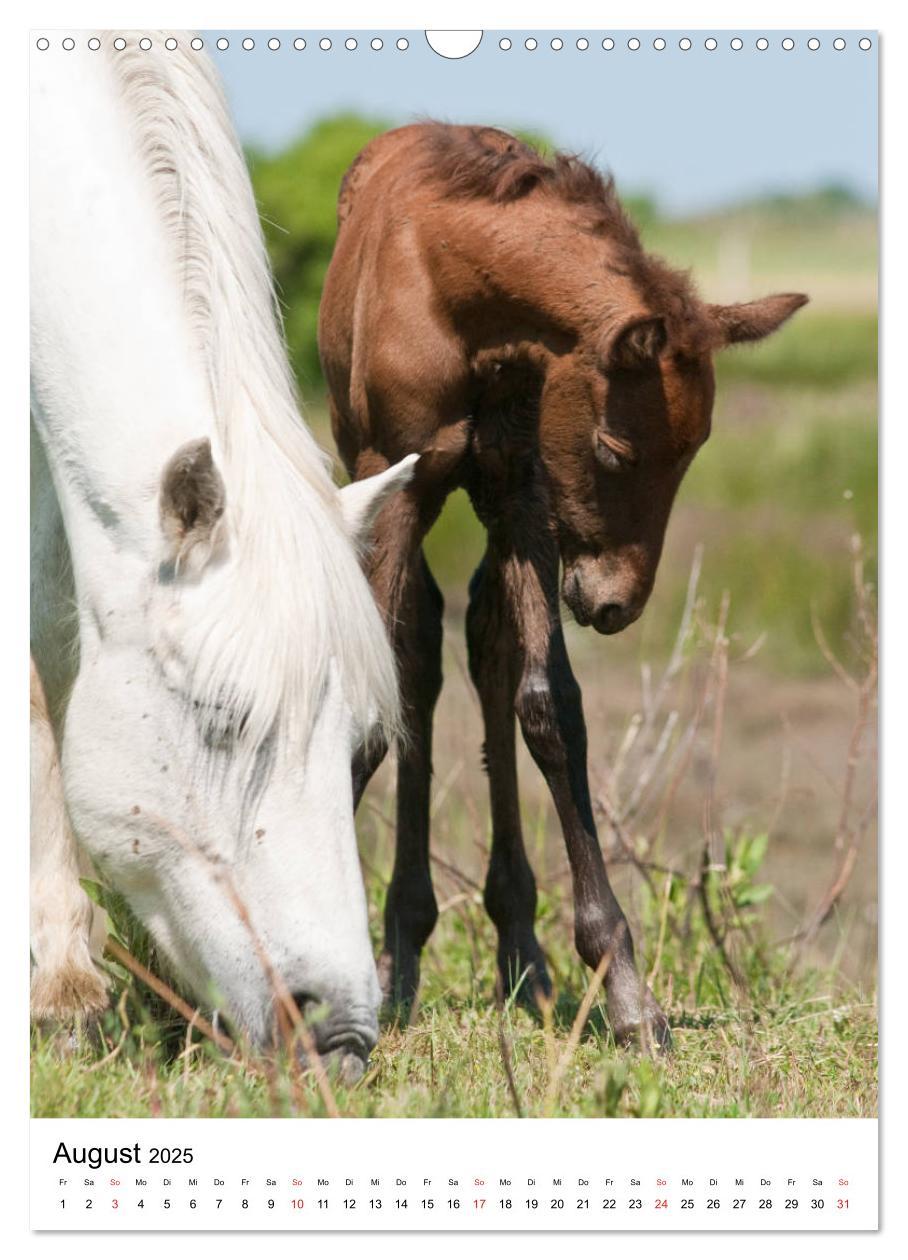 Bild: 9783435971725 | Camargue Pferde - weiße Mähnen (Wandkalender 2025 DIN A3 hoch),...