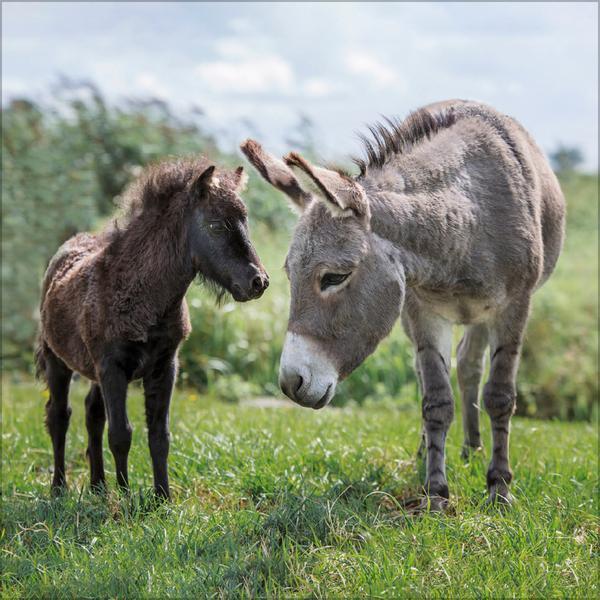 Bild: 9783731875710 | Tierfreundschaften - Familientimer 2025 | Verlag Korsch | Kalender