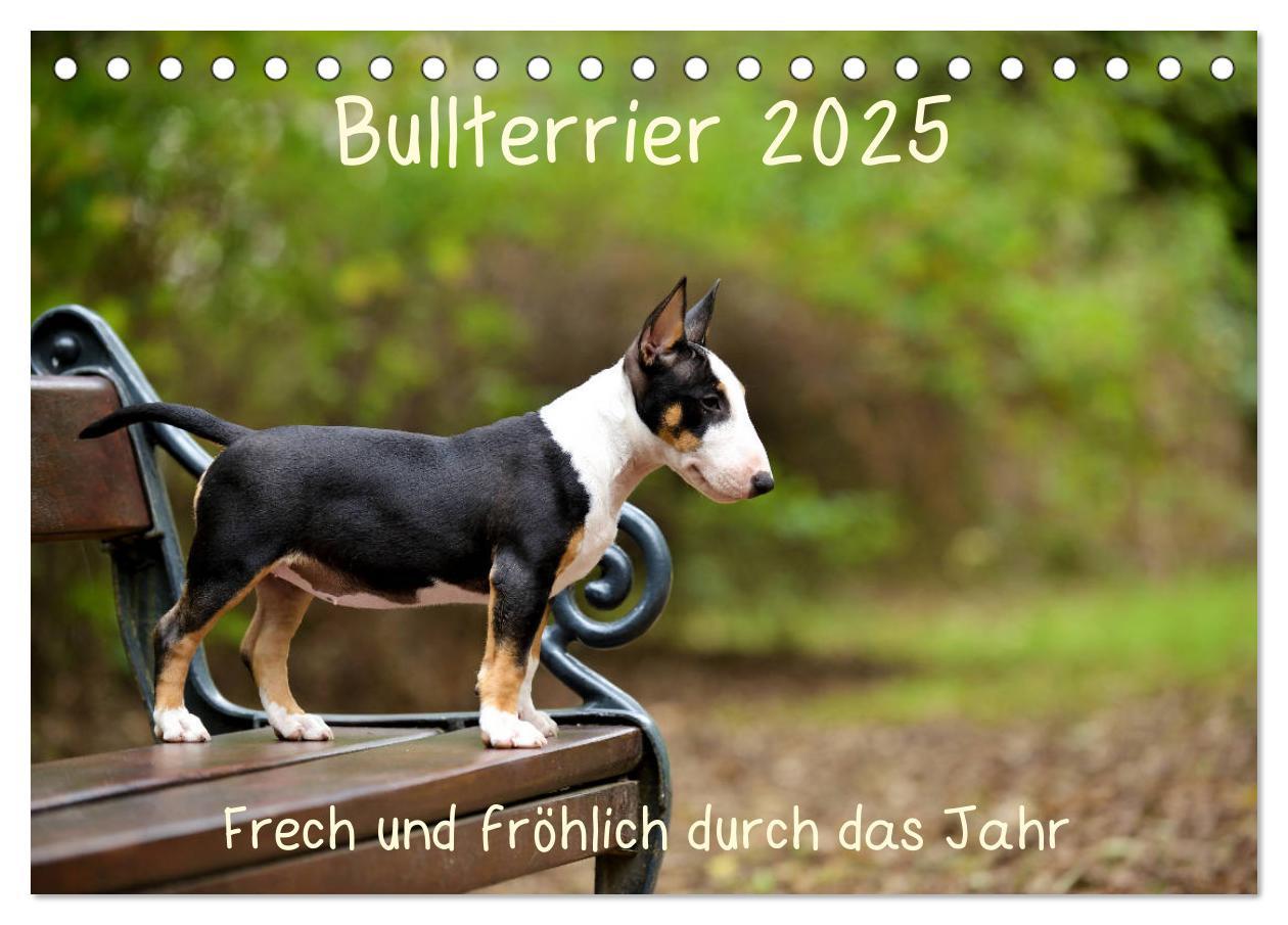 Cover: 9783435340330 | Bullterrier 2025 Frech und fröhlich durch das Jahr (Tischkalender...