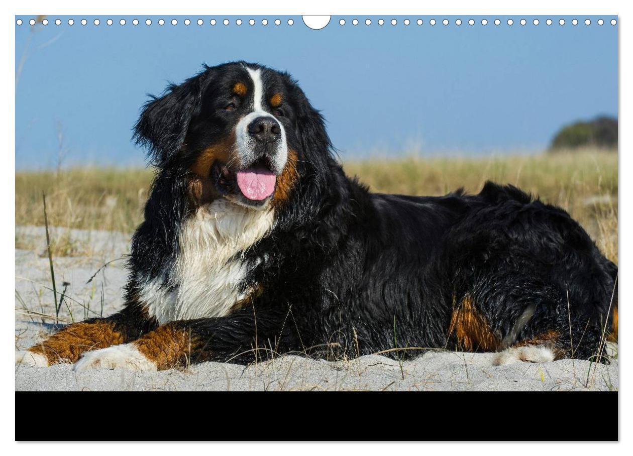 Bild: 9783435770465 | Berner Sennenhund 2025 (Wandkalender 2025 DIN A3 quer), CALVENDO...