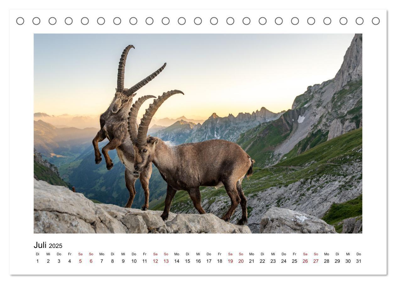 Bild: 9783383907937 | Steinböcke - Die Könige der Alpen (Tischkalender 2025 DIN A5 quer),...