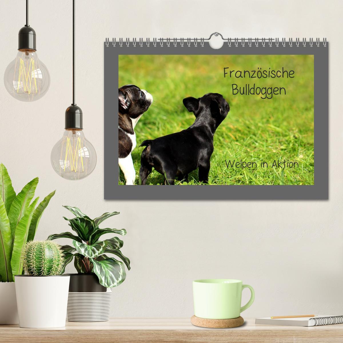 Bild: 9783435840908 | Französische Bulldoggen (Wandkalender 2025 DIN A4 quer), CALVENDO...