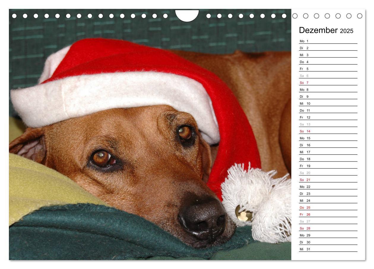 Bild: 9783435455195 | Rhodesian Ridgeback Terminkalender (Wandkalender 2025 DIN A4 quer),...