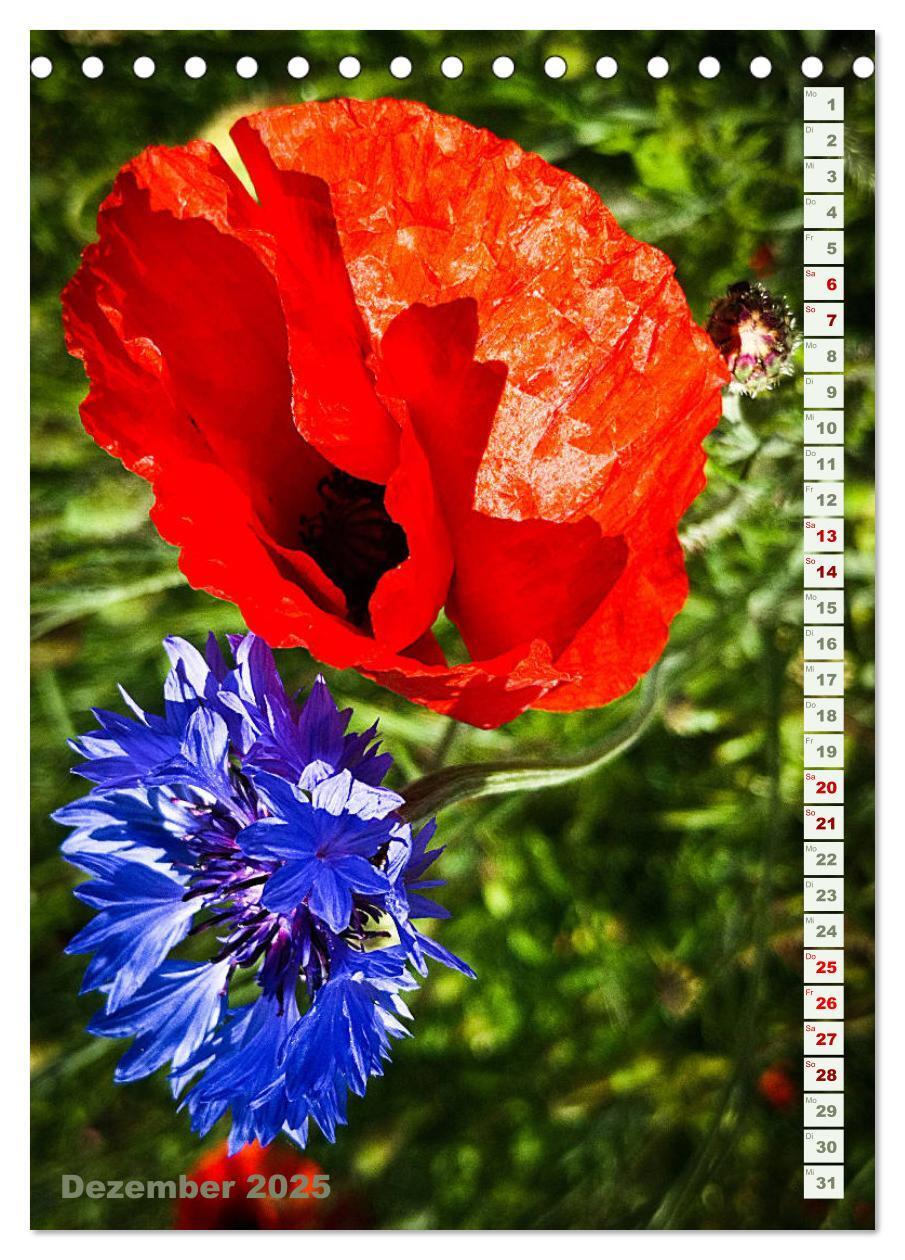 Bild: 9783435926992 | Es werde Mohn (Tischkalender 2025 DIN A5 hoch), CALVENDO...