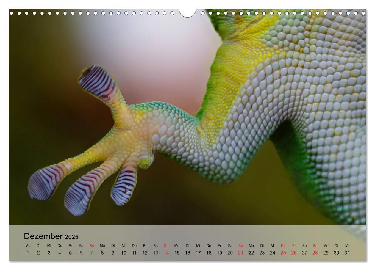 Bild: 9783435589432 | Kleine Reptilien (Wandkalender 2025 DIN A3 quer), CALVENDO...