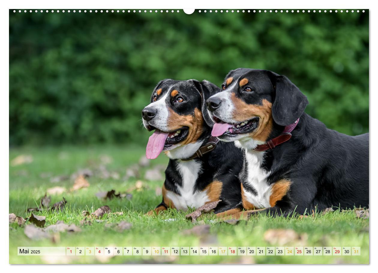 Bild: 9783457198971 | Entlebucher - Temperamentvolle Schweizer Sennenhunde (Wandkalender...