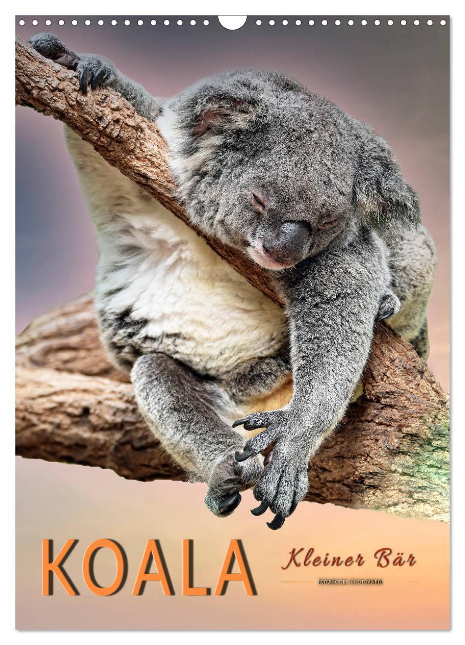 Cover: 9783435950249 | Koala, kleiner Bär (Wandkalender 2025 DIN A3 hoch), CALVENDO...