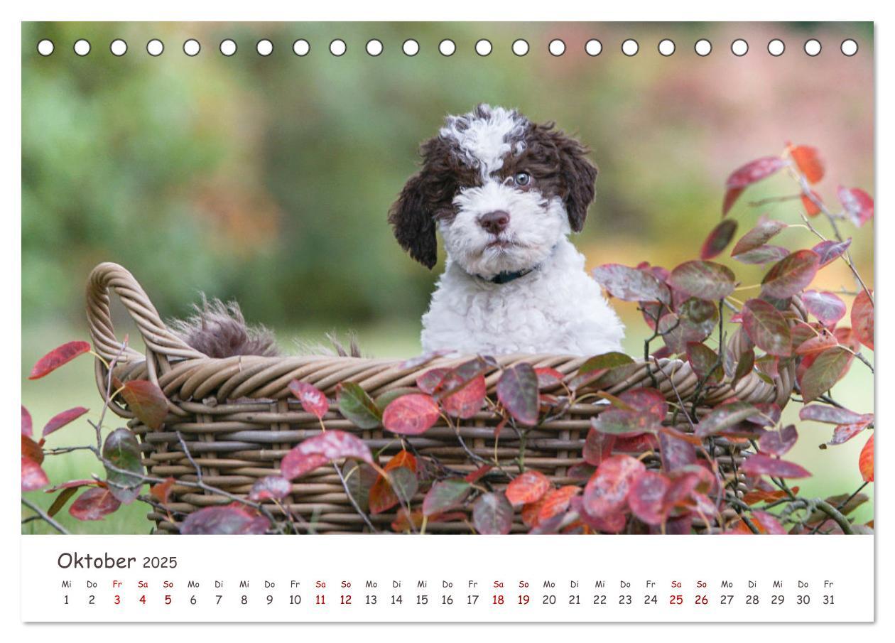 Bild: 9783383999031 | Lagotto Romagnolo - Spiel und Spaß in der Welpenzeit (Tischkalender...