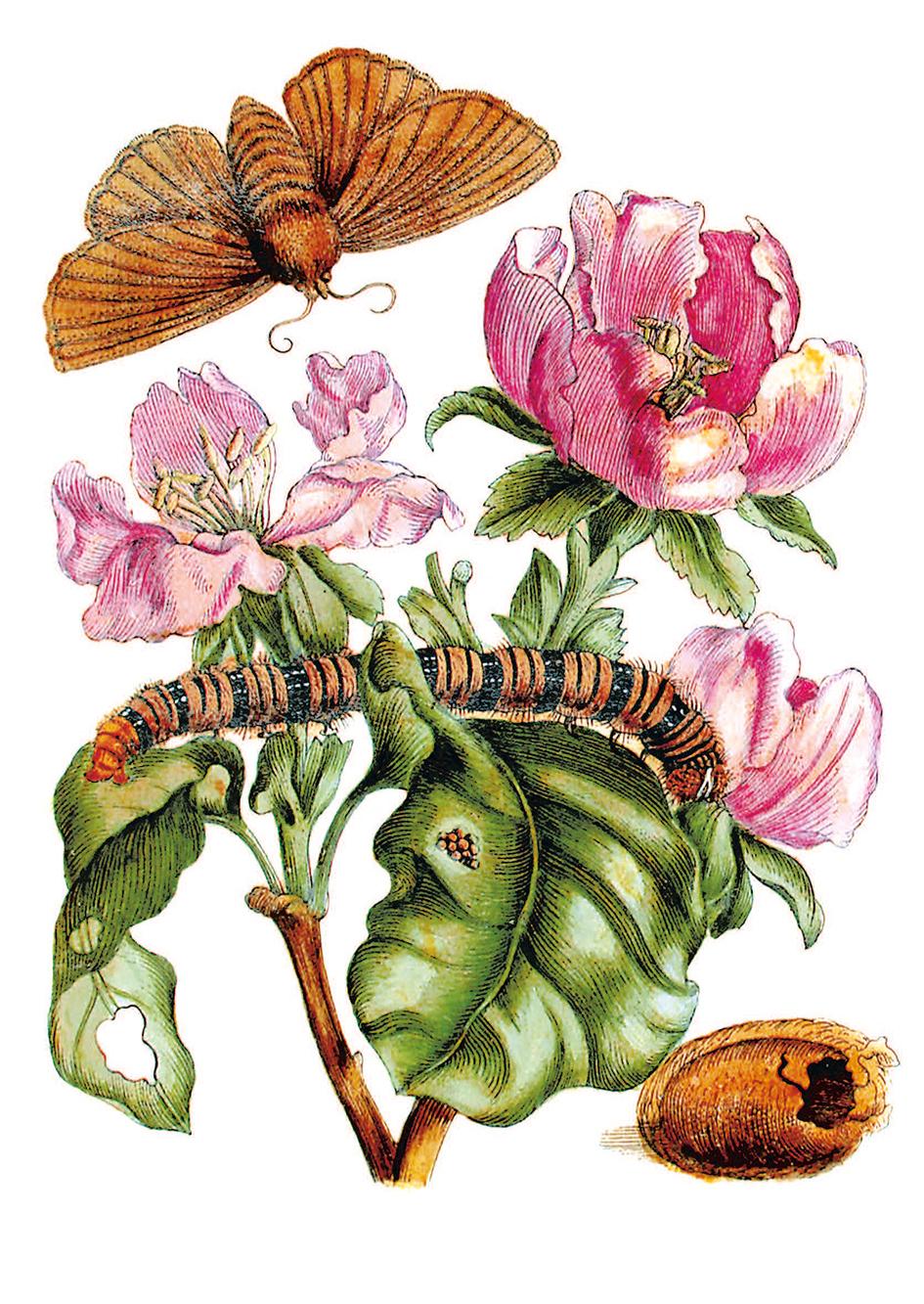 Bild: 9783968492025 | Maria Sibylla Merian - Blüten, Raupen, Schmetterlinge...