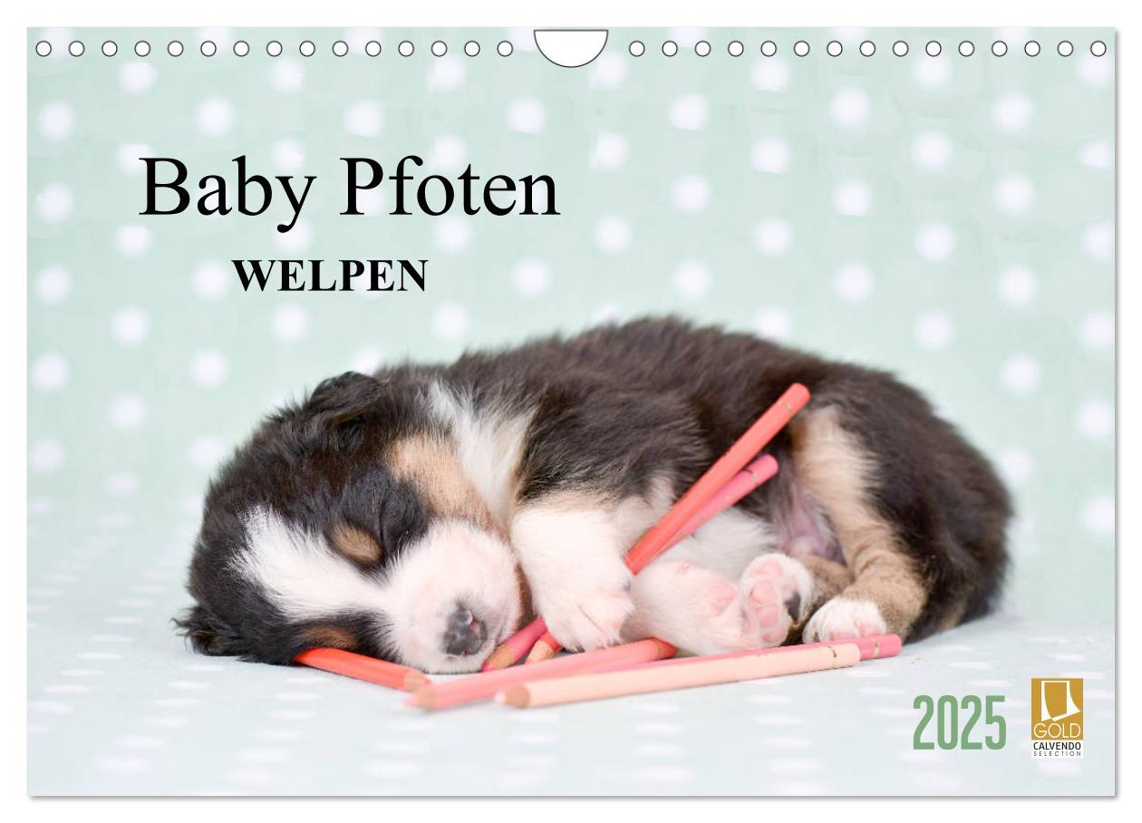 Cover: 9783435324224 | Baby Pfoten (Wandkalender 2025 DIN A4 quer), CALVENDO Monatskalender