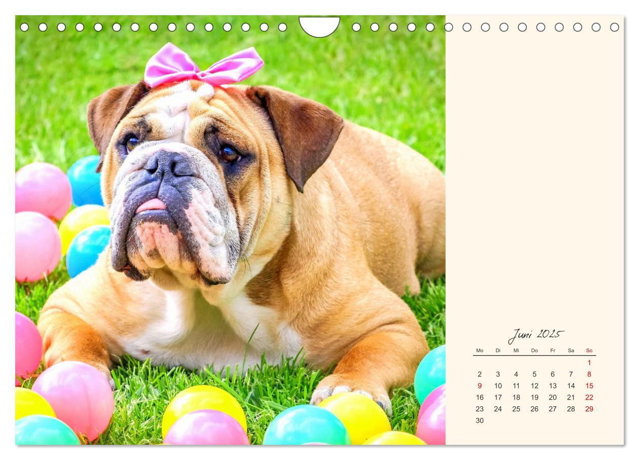 Bild: 9783435067367 | Dicke Freunde. Englische Bulldoggen (Wandkalender 2025 DIN A4...