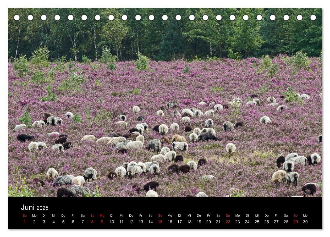 Bild: 9783435774555 | Lüneburger Heide (Tischkalender 2025 DIN A5 quer), CALVENDO...