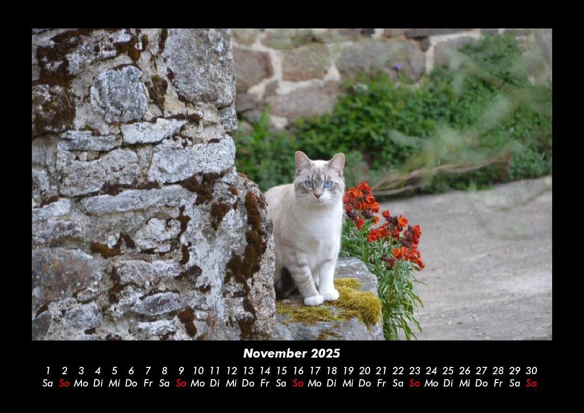 Bild: 9783755979449 | Katzen 2025 Fotokalender DIN A3 | Tobias Becker | Kalender | Kalender