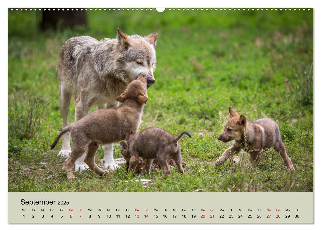 Bild: 9783435346219 | Wolfsrudel (Wandkalender 2025 DIN A2 quer), CALVENDO Monatskalender