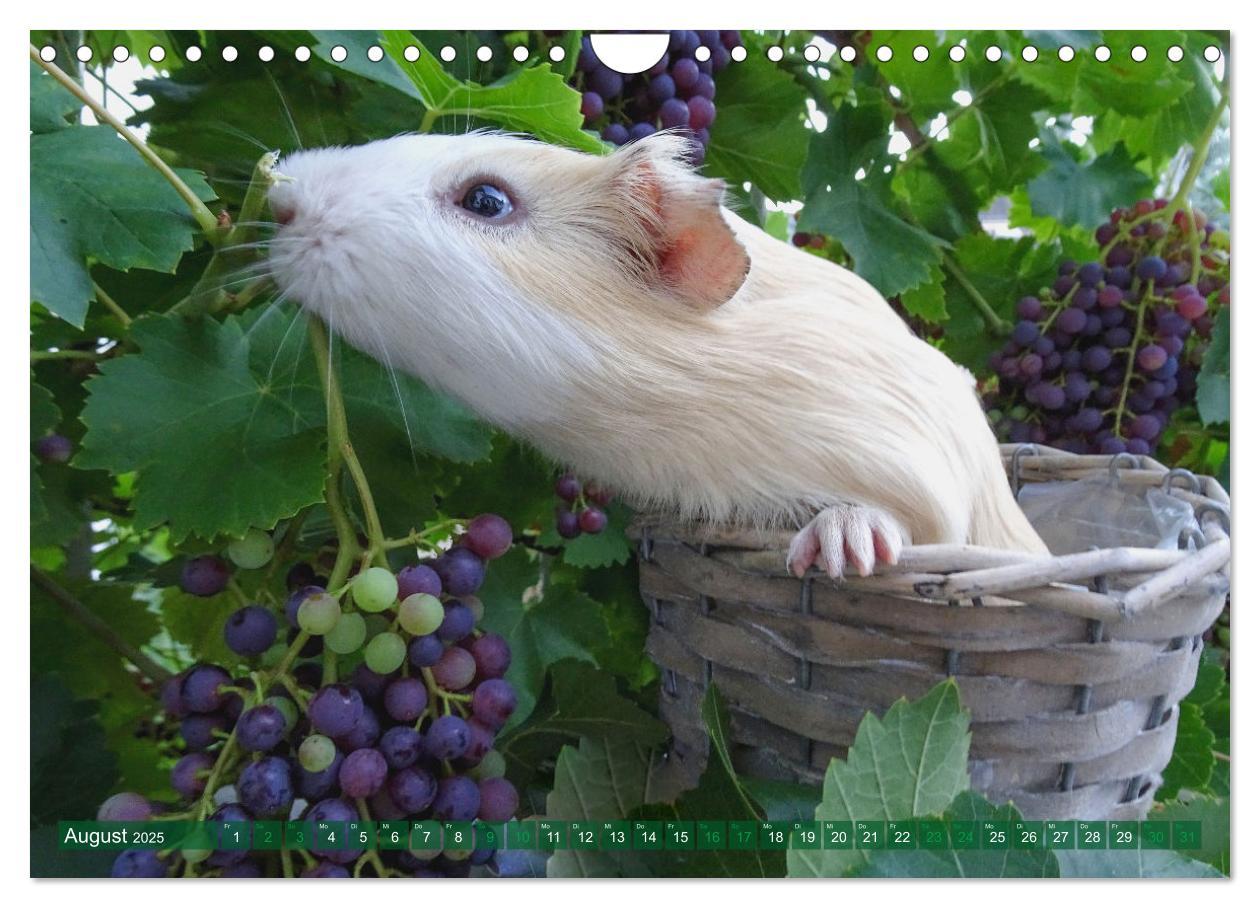 Bild: 9783435092963 | MEERSCHWEINCHEN verzaubern uns immer wieder (Wandkalender 2025 DIN...