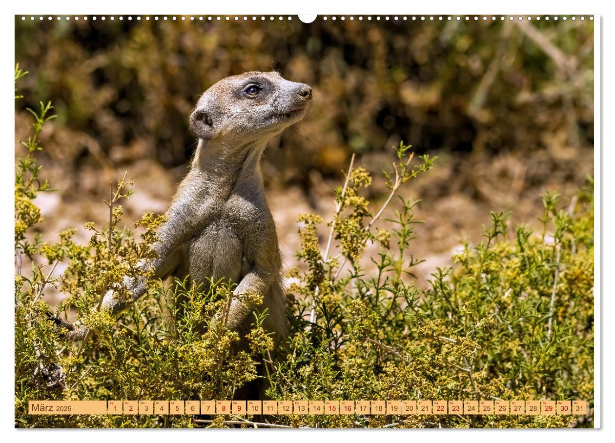 Bild: 9783383779336 | Afrikas Tierwelt - Erdmännchen (Wandkalender 2025 DIN A2 quer),...