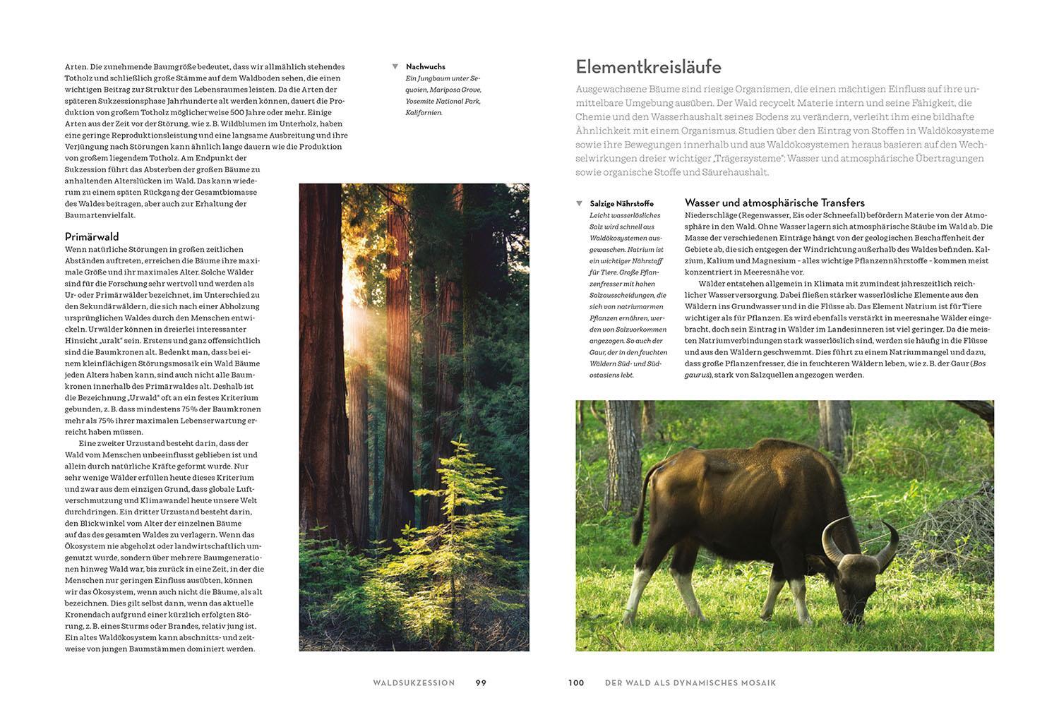 Bild: 9783989040014 | Atlas der Wälder | Netzwerke der Superlative | Hermann Shugart (u. a.)