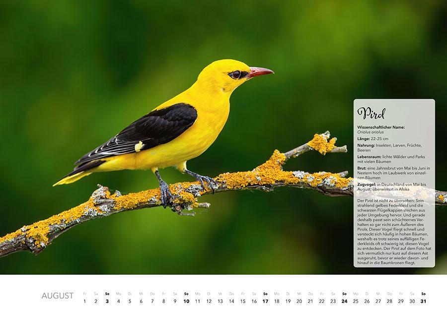 Bild: 9783966648370 | Unsere Gartenvögel Kalender 2025 | Kalender | 14 S. | Deutsch | 2025