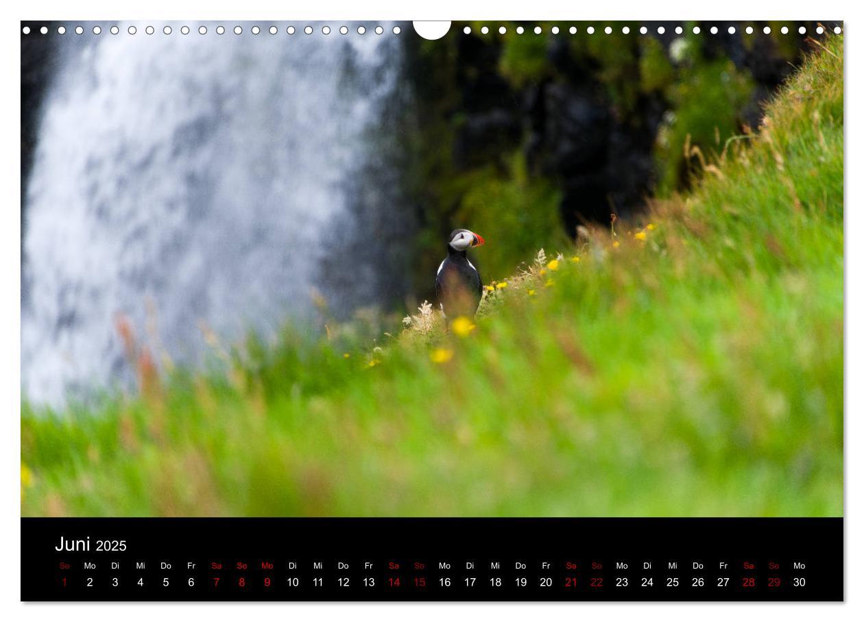 Bild: 9783435410675 | Puffins - Vögel des Nordens (Wandkalender 2025 DIN A3 quer),...