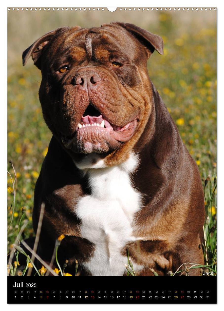 Bild: 9783457070079 | Bulldoggen-Gesichter (Wandkalender 2025 DIN A2 hoch), CALVENDO...