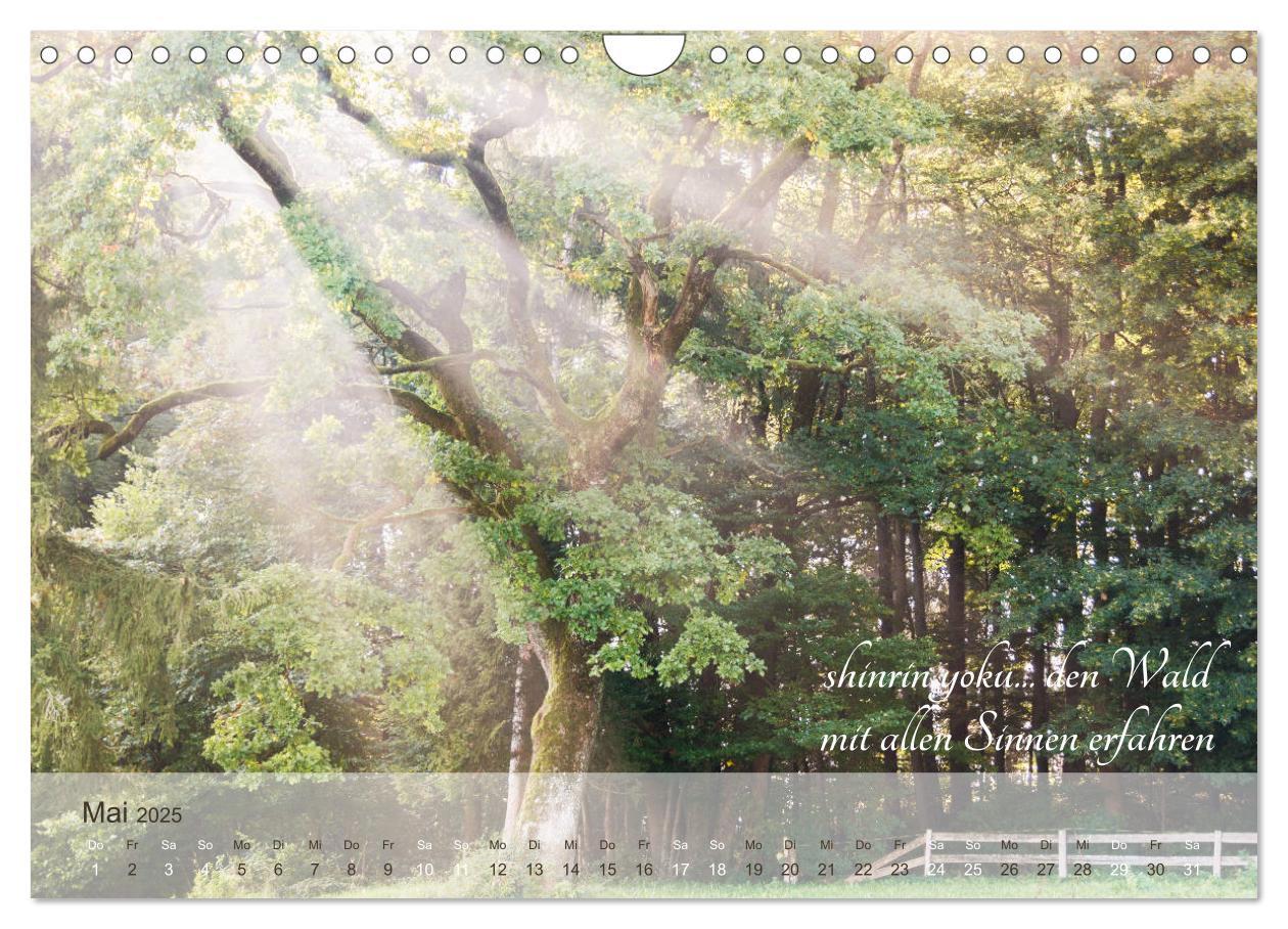 Bild: 9783435302376 | Shinrin yoku - Waldbaden 2025 (Wandkalender 2025 DIN A4 quer),...