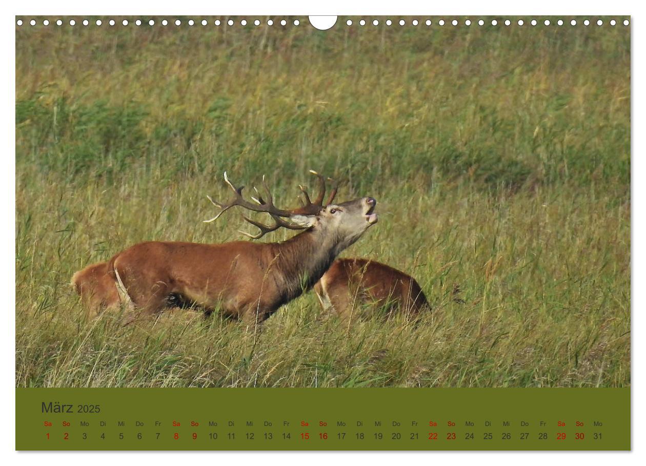 Bild: 9783435391455 | Küsten Hirsche - Rotwild auf dem Darß (Wandkalender 2025 DIN A3...