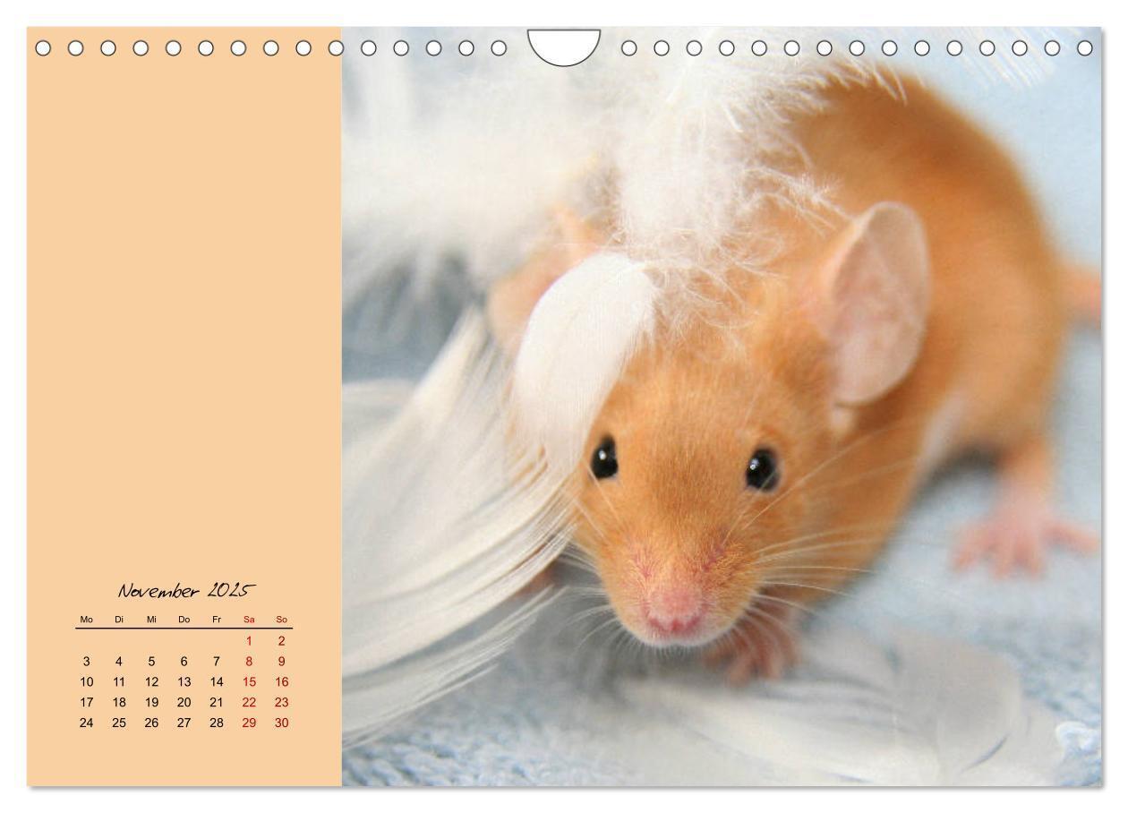 Bild: 9783435338900 | Mausige Zeiten! Putzige Gesellen mit Knopfaugen (Wandkalender 2025...