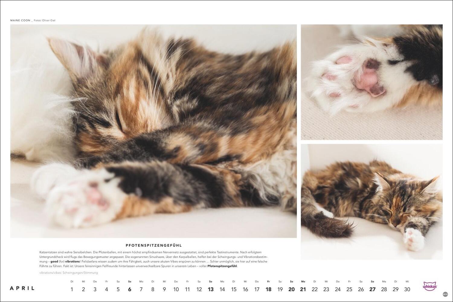 Bild: 9783756404971 | Whiskas Katzenkalender 2025 | Heye | Kalender | Spiralbindung | 14 S.