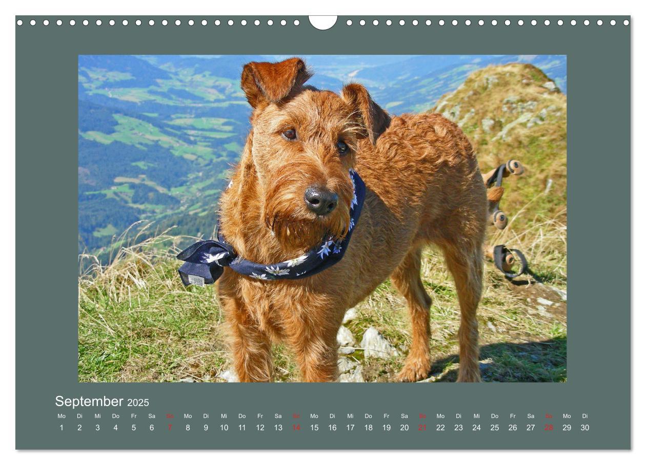 Bild: 9783435286614 | Kelly, der Irish Terrier - innen und außen aus Gold (Wandkalender...