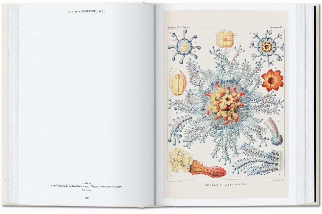 Bild: 9783836584289 | The Art and Science of Ernst Haeckel. 40th Ed. | Julia Voss (u. a.)