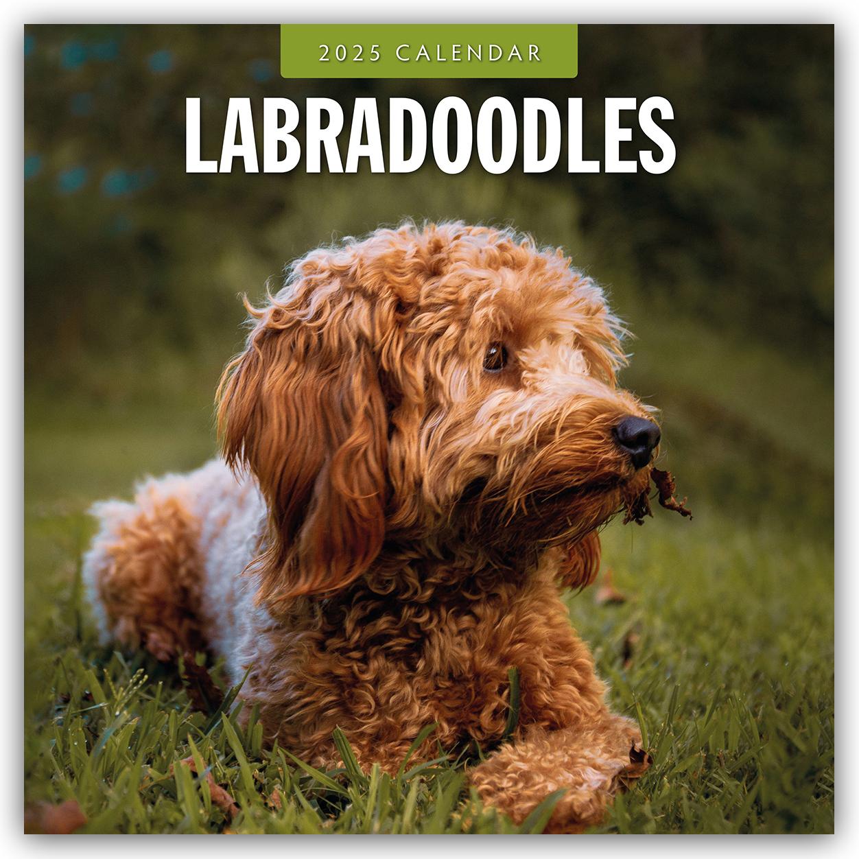 Cover: 9781804424803 | Labradoodles 2025 Square Wall Calendar | Red Robin | Taschenbuch