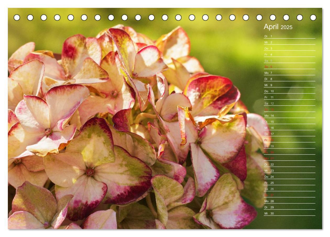 Bild: 9783435506040 | Die Hortensie und ihre vielen Gesichter (Tischkalender 2025 DIN A5...