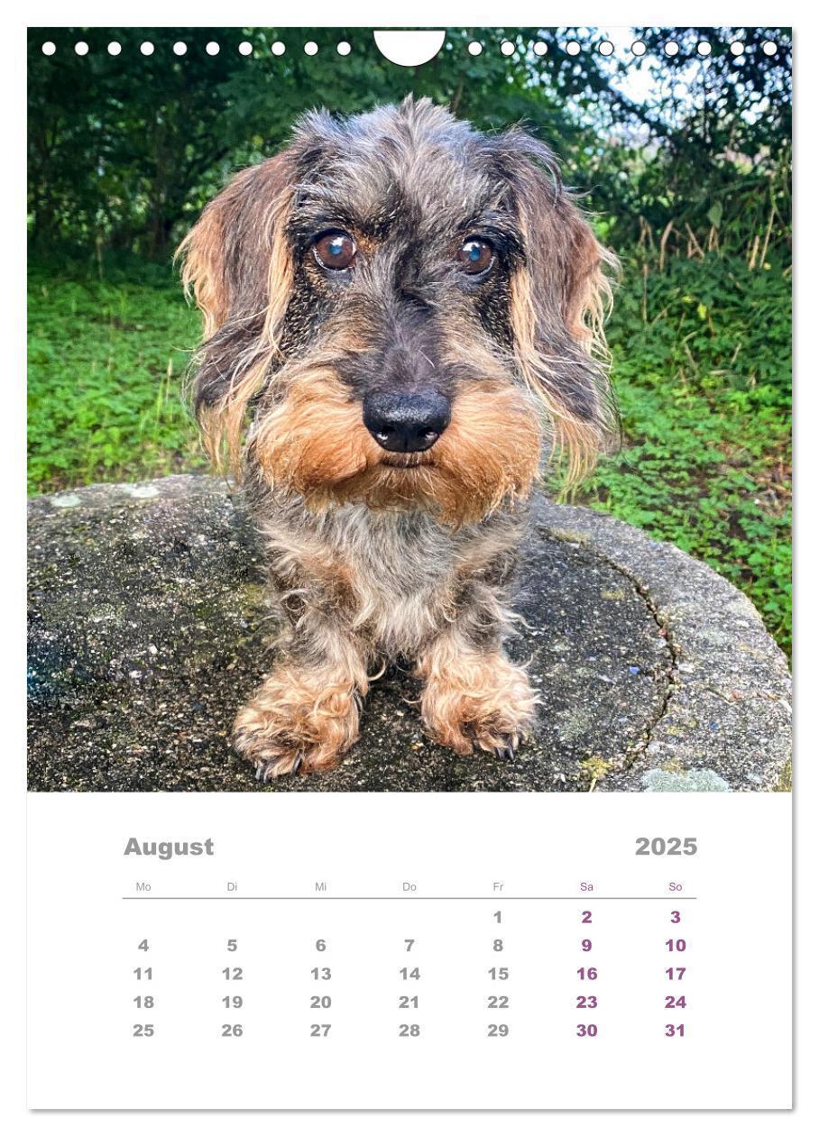 Bild: 9783435892846 | Dackel(augen)blicke (Wandkalender 2025 DIN A4 hoch), CALVENDO...