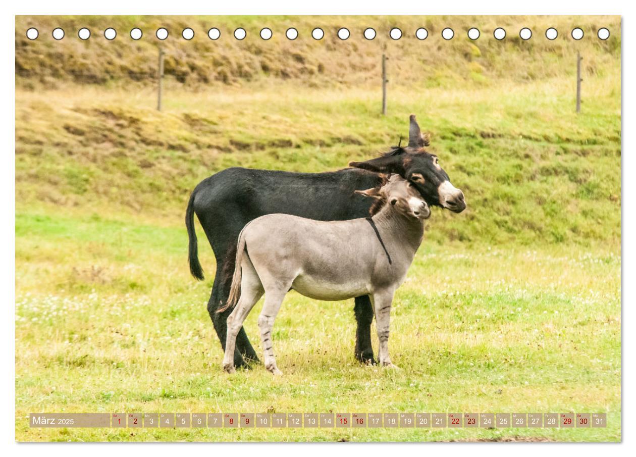 Bild: 9783435022915 | Esel Lebensfreude - Spaß mit Langohren (Tischkalender 2025 DIN A5...